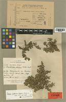 Guilleminea elongata Mears [family AMARANTHACEAE]