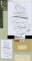 Type of Lejeunea pedunculata Mitt. [family LEJEUNEACEAE]