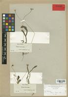 Thrincia hispida Boiss. var. minor [family COMPOSITAE]