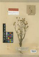 Lectotype of Pegolettia senegalensis Cass. [family COMPOSITAE]