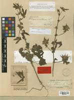 Type of Hibiscus surattensis L. var. villosus Hochr. [family MALVACEAE]