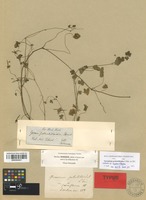 Isolectotype of Geranium potentilloides DC. var. debile Hook. f. [family GERANIACEAE]