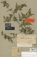 Type of Solanum curtipes Bitter [family SOLANACEAE]