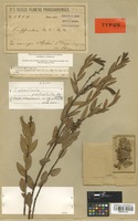 Type of Sebastiania pachyphylla Pax & K. Hoffm. [family EUPHORBIACEAE]