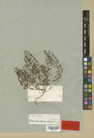 Isosyntype of Veronica campylopoda Boiss. [family SCROPHULARIACEAE]