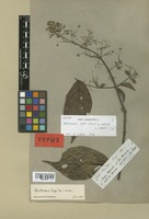Isotype of Banisteria caapi Griseb. [family MALPIGHIACEAE]