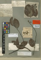 Isotype of Banisteria nummifera A. Juss. [family MALPIGHIACEAE]
