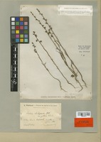 Isotype of Linaria chalepensis (L.) Mill. var. gibbosa J. Thiébaut [family SCROPHULARIACEAE]
