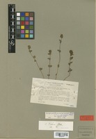 Syntype of Euphrasia micrantha Rchb. var. versicolor Freyn [family SCROPHULARIACEAE]