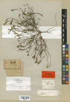 Type of Linaria salzmannii Boiss. var. flava Boiss. [family SCROPHULARIACEAE]
