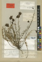 Lectotype of Linaria anticaria Boiss. & Reut. var. angustifolia Boiss. & Reut. [family SCROPHULARIACEAE]