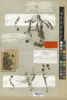 Type of Linaria melanantha Boiss. & Reut. [family SCROPHULARIACEAE]