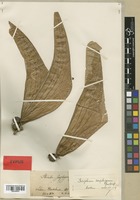 Isotype of Sterculia scaphigera G. Don [family STERCULIACEAE]