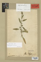 Syntype of Sida acuta Burm. f. [family MALVACEAE]