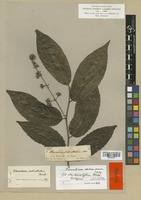 Isotype of Homalium eleutherostylum S. F. Blake [family FLACOURTIACEAE]
