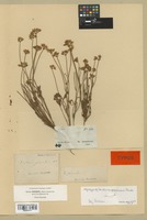 Syntype of Xanthosia peduncularis Benth. [family APIACEAE]
