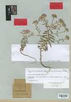 Holotype of Iberis intermedia Guers. subsp. beugesiaca J.-M. Tison [family CRUCIFERAE]