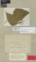 Isotype of Acalypha brasiliensis Müll. Arg. [family EUPHORBIACEAE]