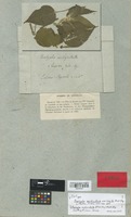 Isotype of Acalypha amblyodonta (Müll. Arg.) Müll. Arg. var. hispida Müll. Arg. [family EUPHORBIACEAE]