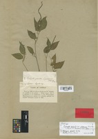 Isotype of Acalypha gracilis Spreng. var. pubescens Müll. Arg. [family EUPHORBIACEAE]