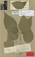 Isotype of Acalypha villosa Jacq. var. trichopoda Müll. Arg. [family EUPHORBIACEAE]