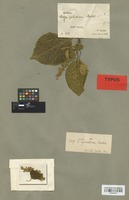 Isotype of Croton sylvaticus Hochst. [family EUPHORBIACEAE]