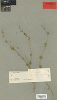 Isosyntype of Nepeta septemcrenata Benth. [family LABIATAE]