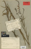 Type of Orthosiphon lanceolatus Gürke [family LABIATAE]