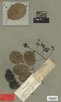 Isotype of Pterocarpus melliferus Baker [family LEGUMINOSAE]