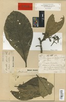 Type of Cinchona viridiflora Pav. [family RUBIACEAE]
