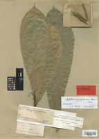 Isosyntype of Dorstenia griffithiana Kurz [family MORACEAE]