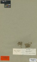 Isolectotype of Plantago albicans L. var. nana Boiss. [family PLANTAGINACEAE]