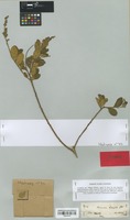 Isolectotype of Monnina loxensis Benth. [family POLYGALACEAE]