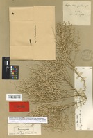 Lectotype of Salsola volkensii Schweinf. & Asch. [family CHENOPODIACEAE]