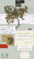 Syntype of Taraxacum squamulosum Soest [family COMPOSITAE]