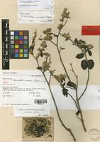 Alternanthera inaccessa Pedersen [family AMARANTHACEAE]