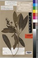 Isotype of Nuxia volkensii Gilg [family BUDDLEJACEAE]
