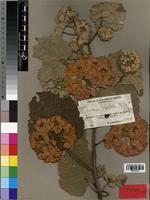 Type of Dombeya trichoclada Mildbr. [family STERCULIACEAE]