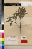 Isotype of Nesogordonia pachyneura L. C. Barnett [family STERCULIACEAE]
