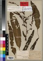 Syntype of Rumex camptodon Rech. f. [family POLYGONACEAE]