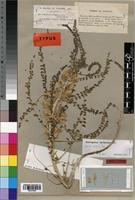 Isotype of Astragalus gombo Bunge [family FABACEAE]