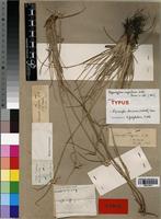 Isosyntype of Hypaelyptum argenteum Vahl [family CYPERACEAE]