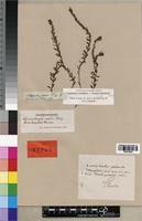 Syntype of Laurembergia repens f. lanceolata Schindl. [family HALORAGACEAE]