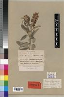 Type of Eriosema proschii Briq. [family FABACEAE]