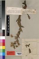 Isotype of Alepidea peduncularis A. Rich. [family APIACEAE]