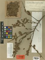 Schinus ferox Hassl. [family ANACARDIACEAE]