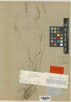 Arrhenatherum erianthum Boiss. & Reut. [family POACEAE]