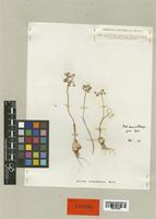 Allium birkinshawii Mouterde [family LILIACEAE]