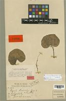 Pogonia prainiana King & Pantl. [family ORCHIDACEAE]