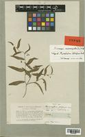 Myrsiphyllum falciforme Kunth [family LILIACEAE]